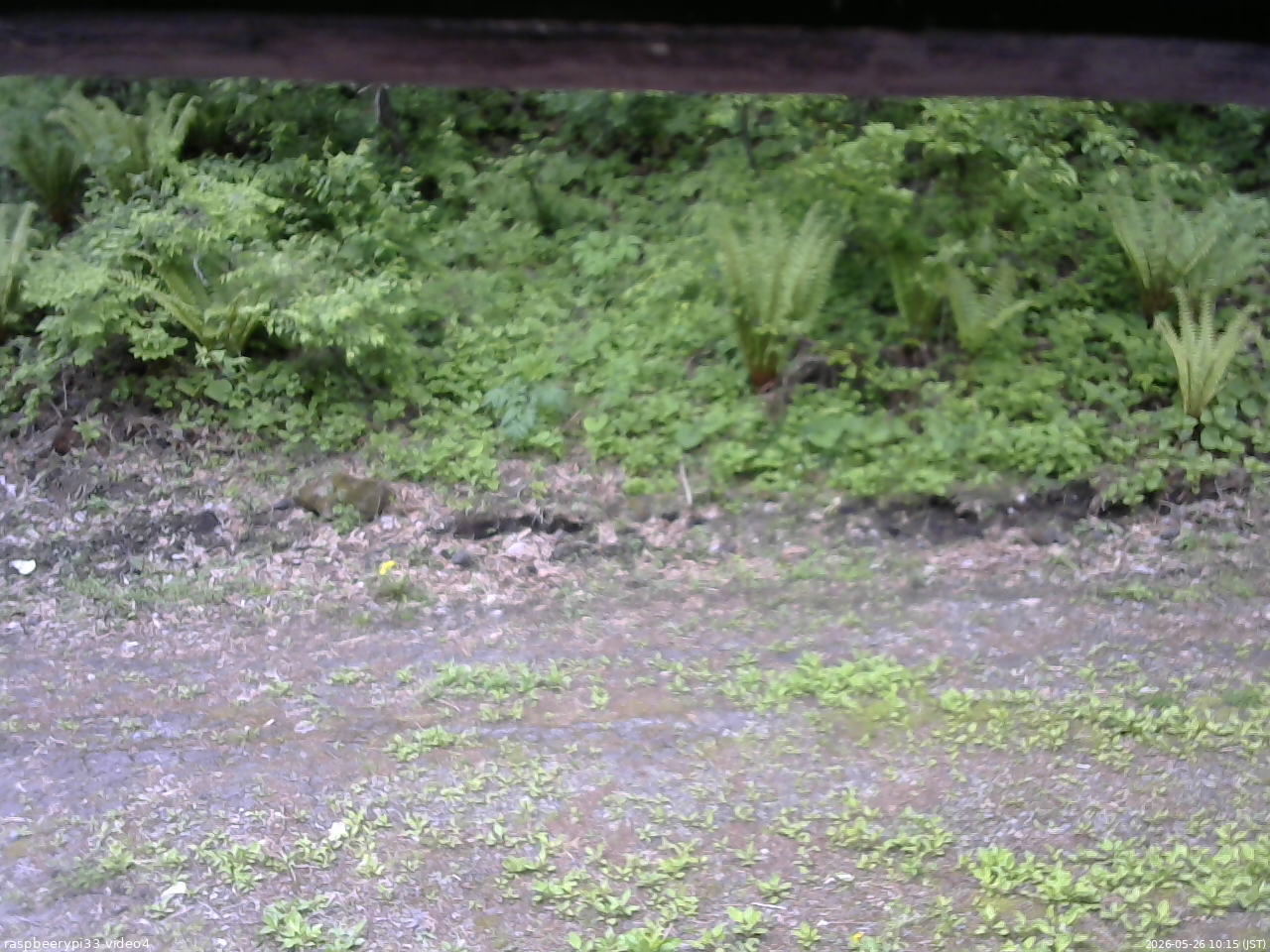 長野県菅平高原 ゆたか山荘 東側(坂下) 2026/05/26 10:15