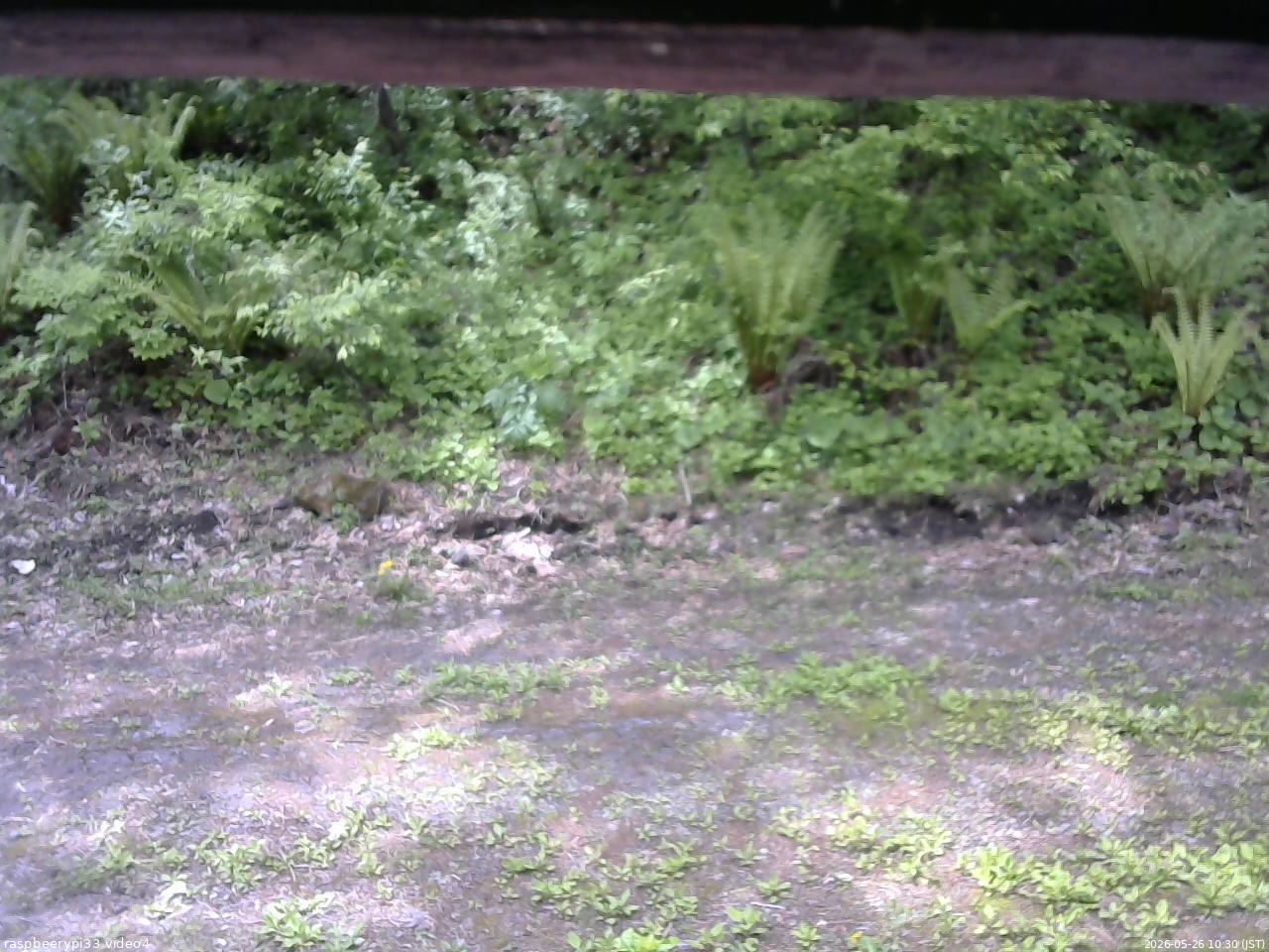長野県菅平高原 ゆたか山荘 東側(坂下) 2026/05/26 10:30