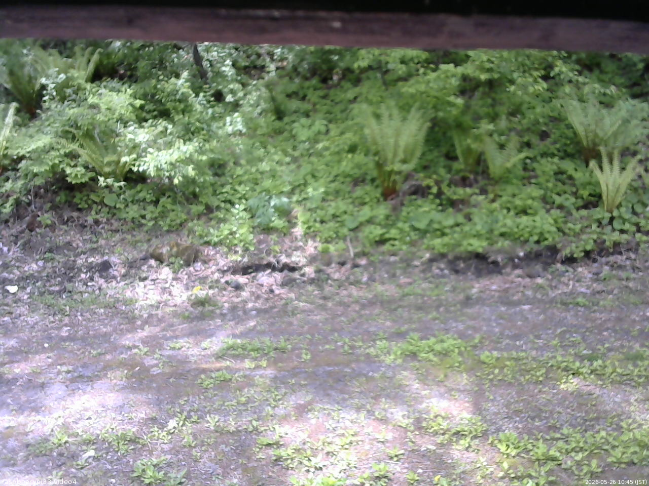 長野県菅平高原 ゆたか山荘 東側(坂下) 2026/05/26 10:45