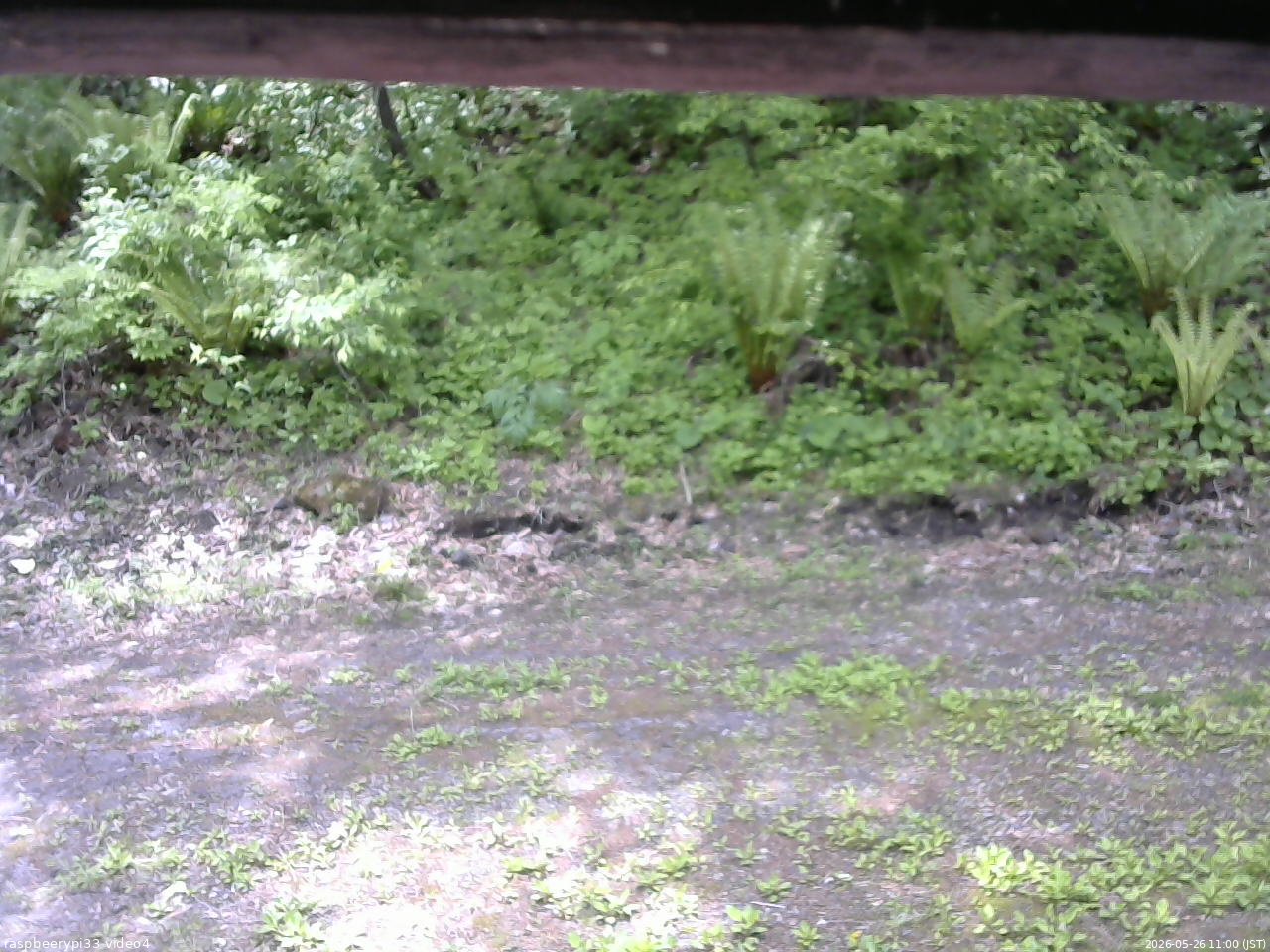 長野県菅平高原 ゆたか山荘 東側(坂下) 2026/05/26 11:00