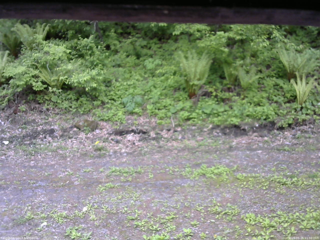 長野県菅平高原 ゆたか山荘 東側(坂下) 2026/05/26 11:30