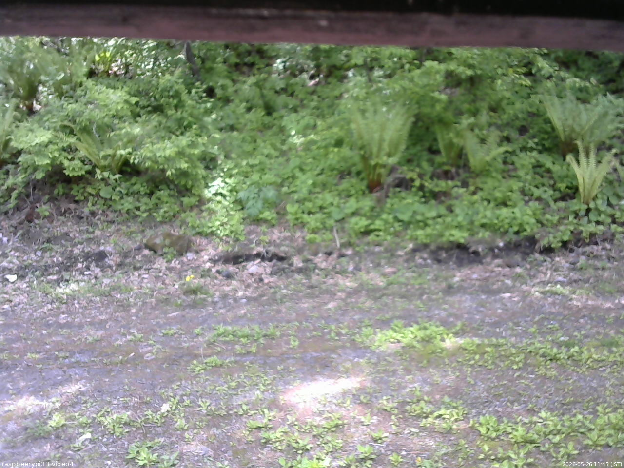 長野県菅平高原 ゆたか山荘 東側(坂下) 2026/05/26 11:45