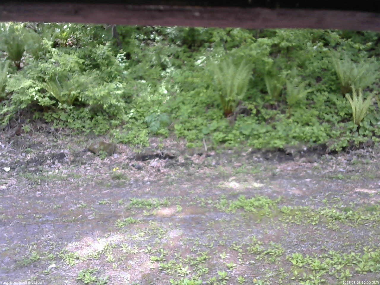 長野県菅平高原 ゆたか山荘 東側(坂下) 2026/05/26 12:00