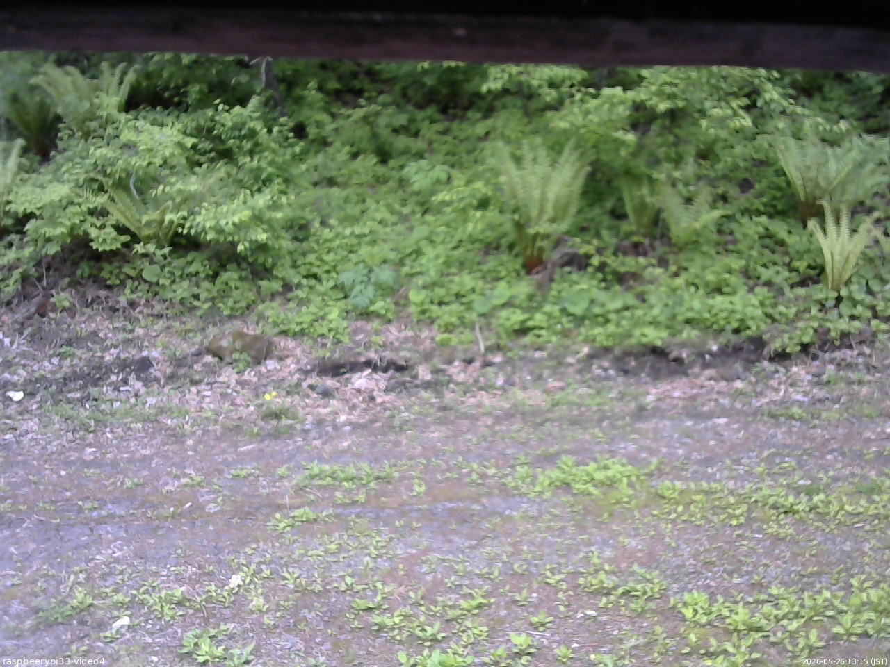 長野県菅平高原 ゆたか山荘 東側(坂下) 2026/05/26 13:15