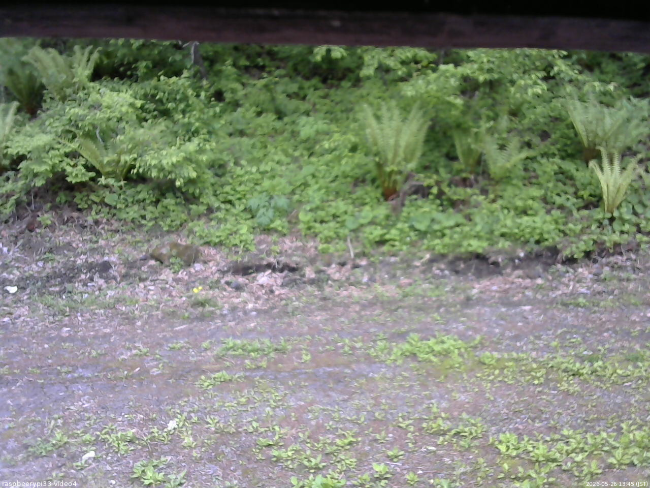長野県菅平高原 ゆたか山荘 東側(坂下) 2026/05/26 13:45