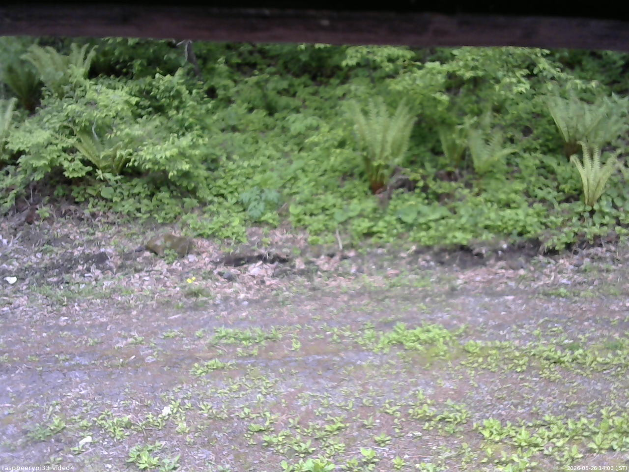 長野県菅平高原 ゆたか山荘 東側(坂下) 2026/05/26 14:00