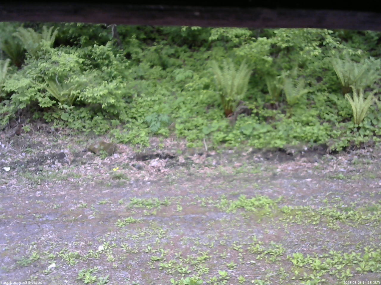 長野県菅平高原 ゆたか山荘 東側(坂下) 2026/05/26 14:15