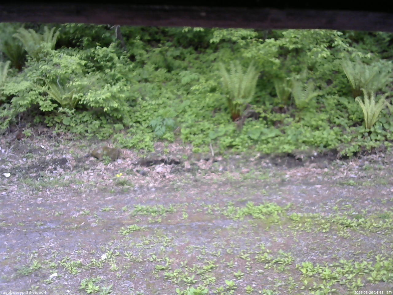 長野県菅平高原 ゆたか山荘 東側(坂下) 2026/05/26 14:45