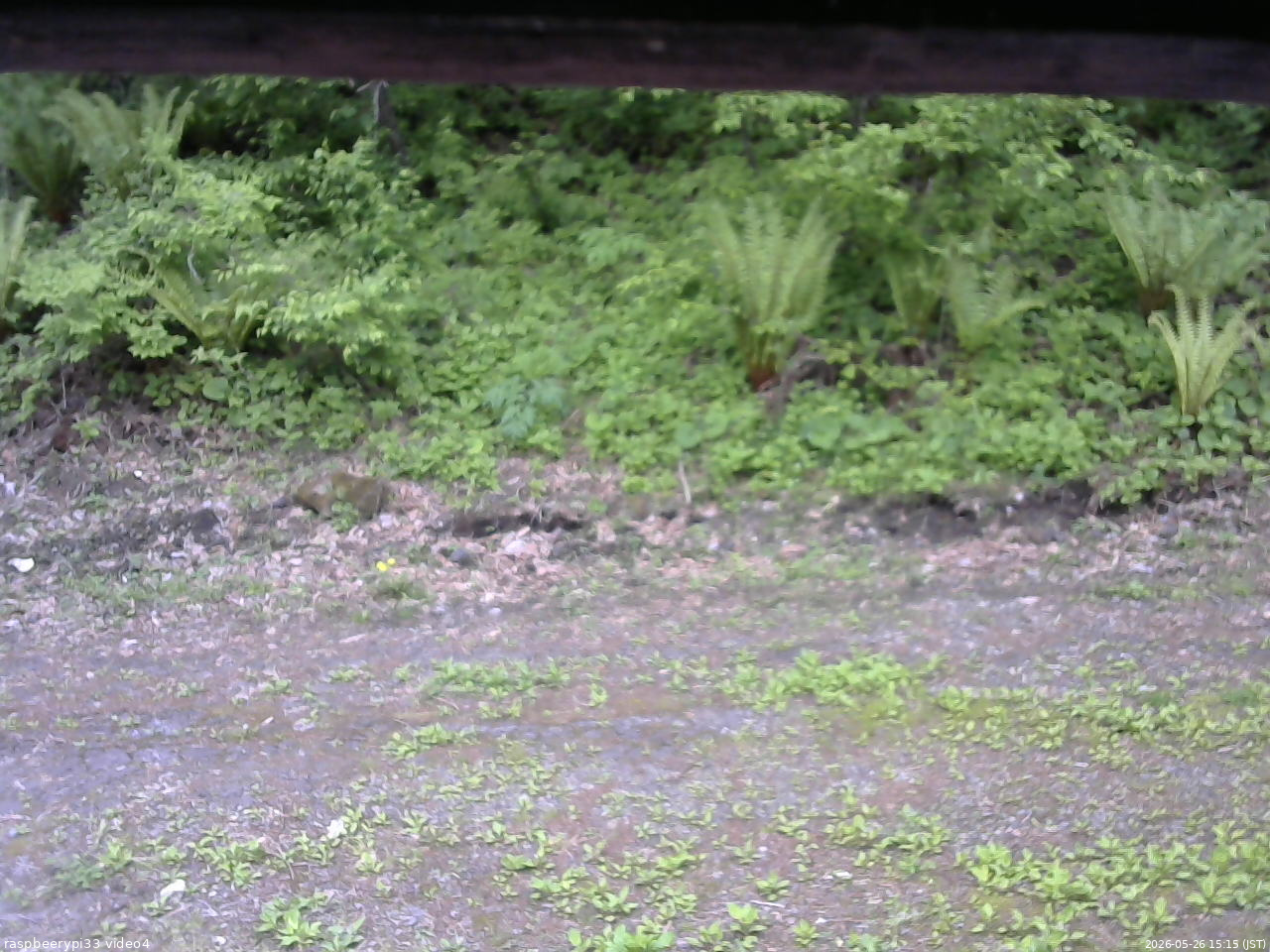 長野県菅平高原 ゆたか山荘 東側(坂下) 2026/05/26 15:15