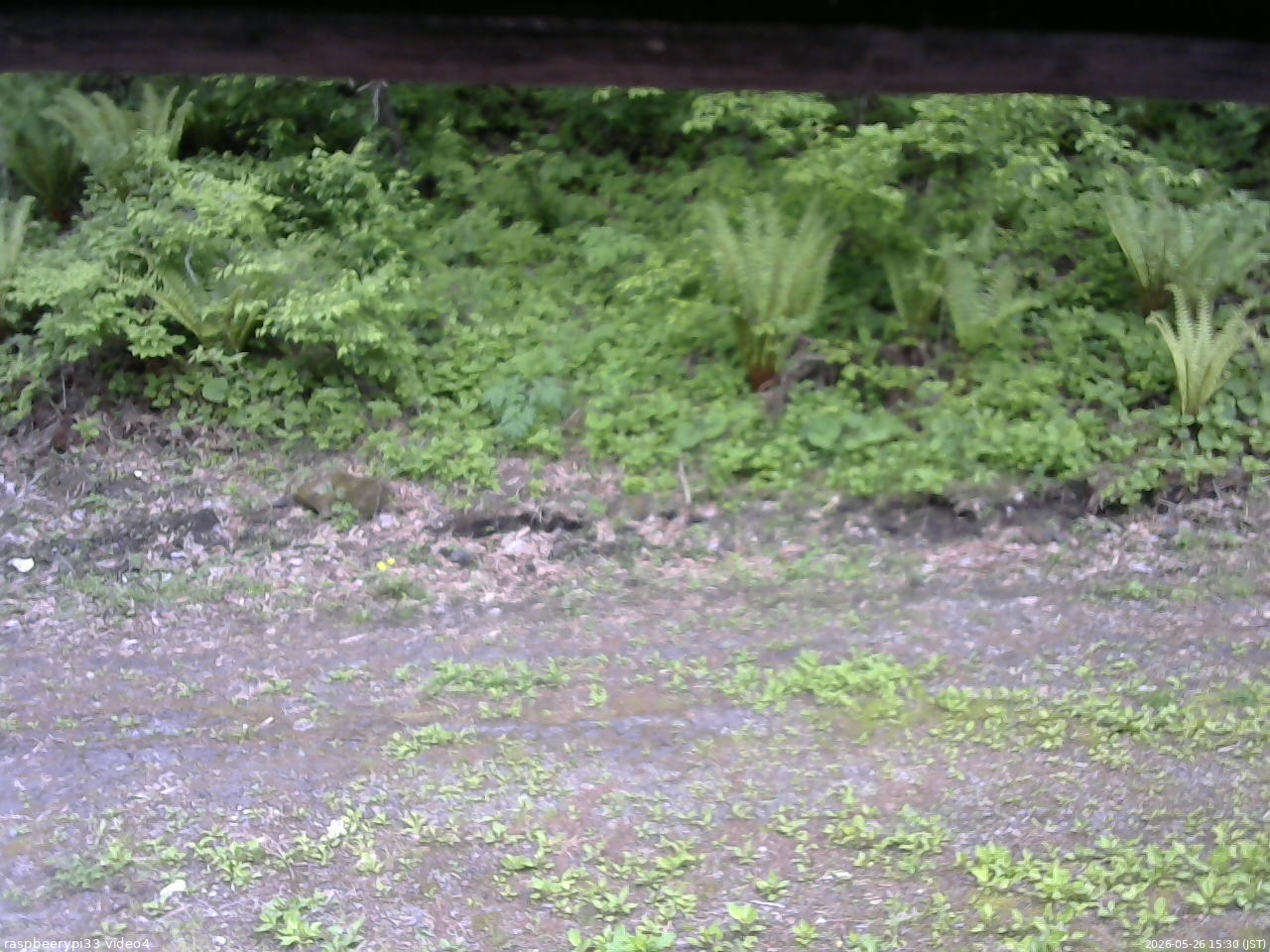 長野県菅平高原 ゆたか山荘 東側(坂下) 2026/05/26 15:30