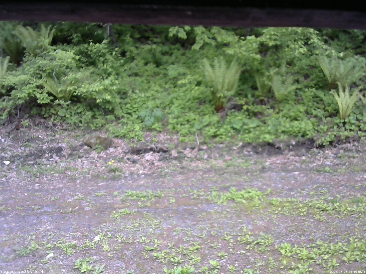 長野県菅平高原 ゆたか山荘 東側(坂下) 2026/05/26 15:45