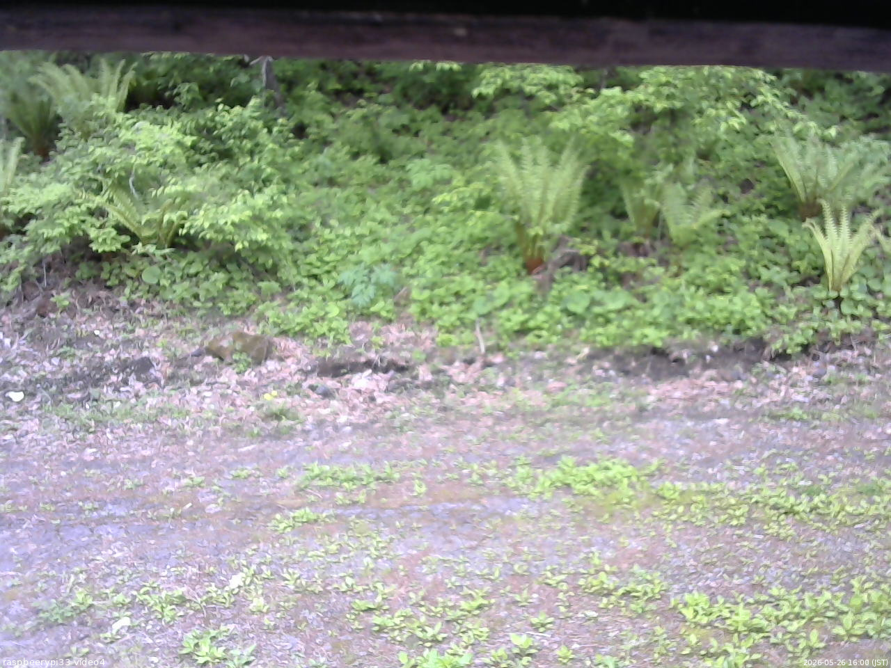 長野県菅平高原 ゆたか山荘 東側(坂下) 2026/05/26 16:00