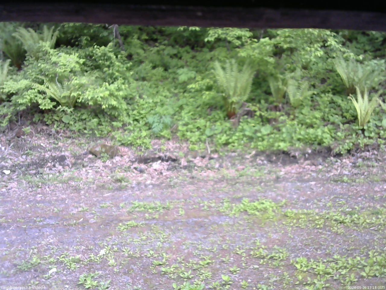 長野県菅平高原 ゆたか山荘 東側(坂下) 2026/05/26 17:15