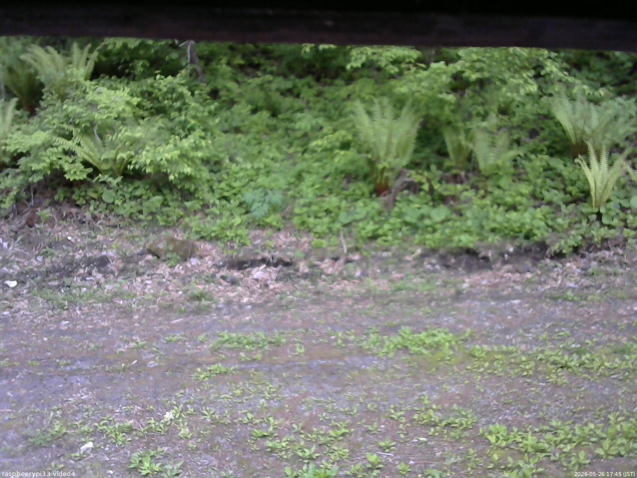 長野県菅平高原 ゆたか山荘 東側(坂下) 2026/05/26 17:45