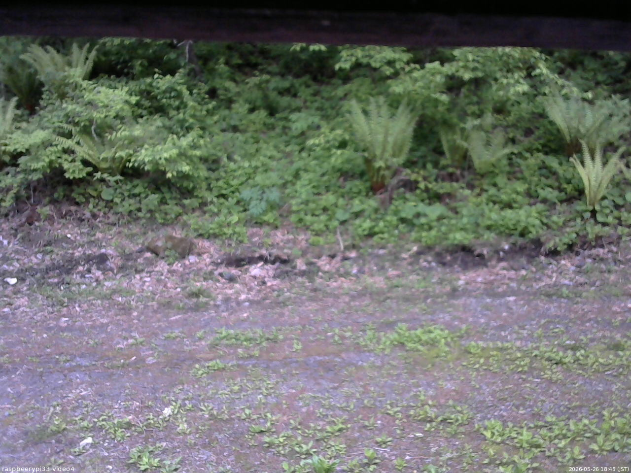 長野県菅平高原 ゆたか山荘 東側(坂下) 2026/05/26 18:45