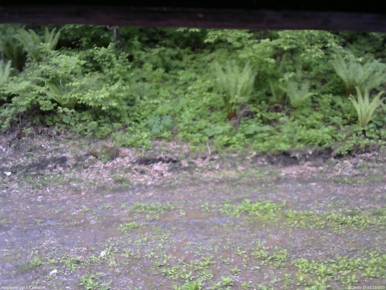 長野県菅平高原 ゆたか山荘 東側(坂下) 2026/05/27 05:15