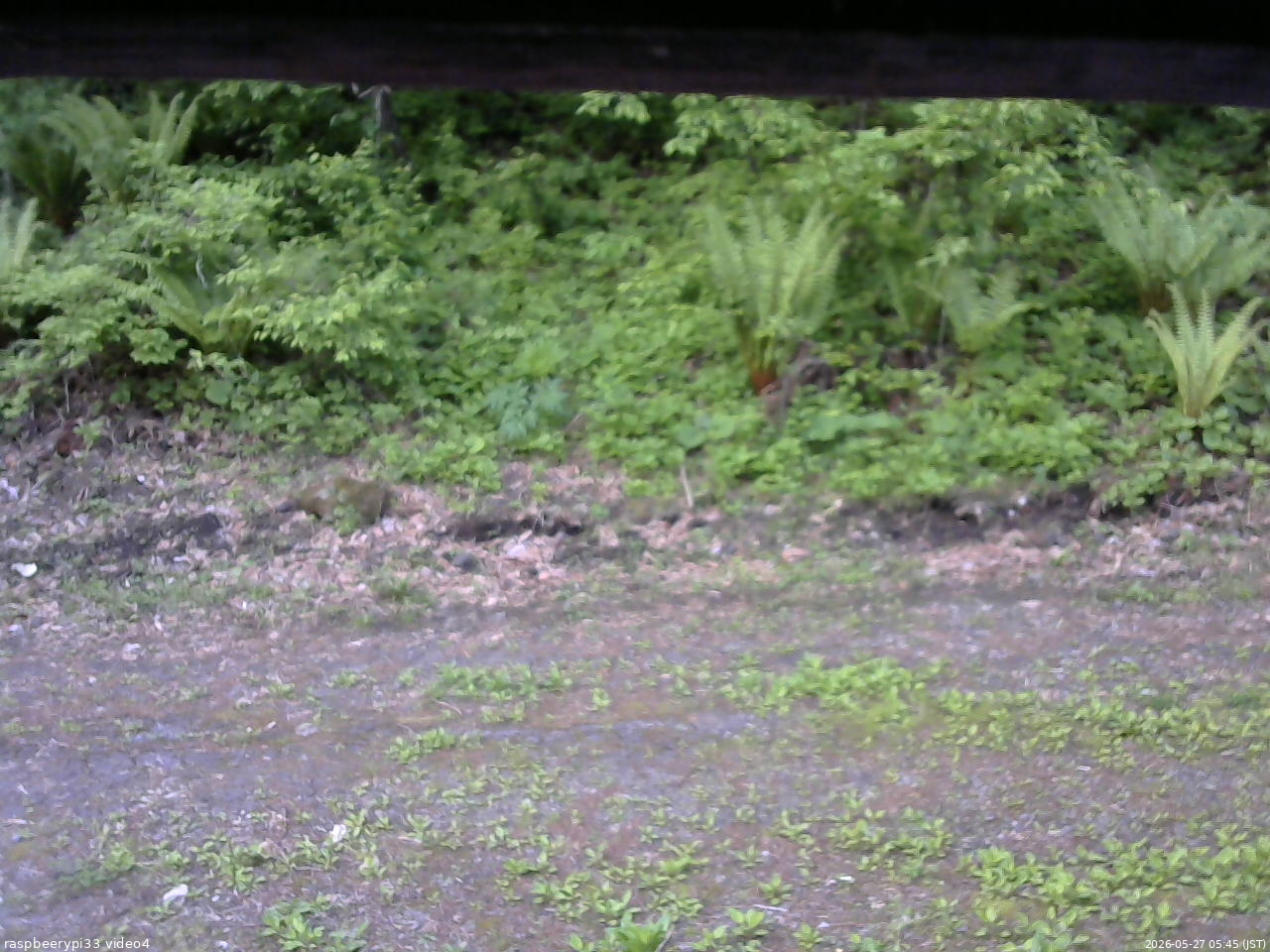 長野県菅平高原 ゆたか山荘 東側(坂下) 2026/05/27 05:45
