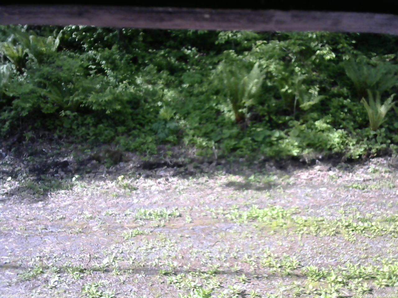 長野県菅平高原 ゆたか山荘 東側(坂下) 2026/05/27 07:45