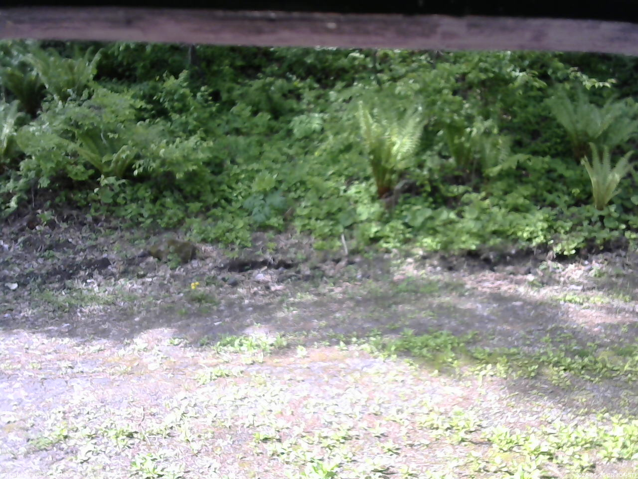 長野県菅平高原 ゆたか山荘 東側(坂下) 2026/05/27 08:30