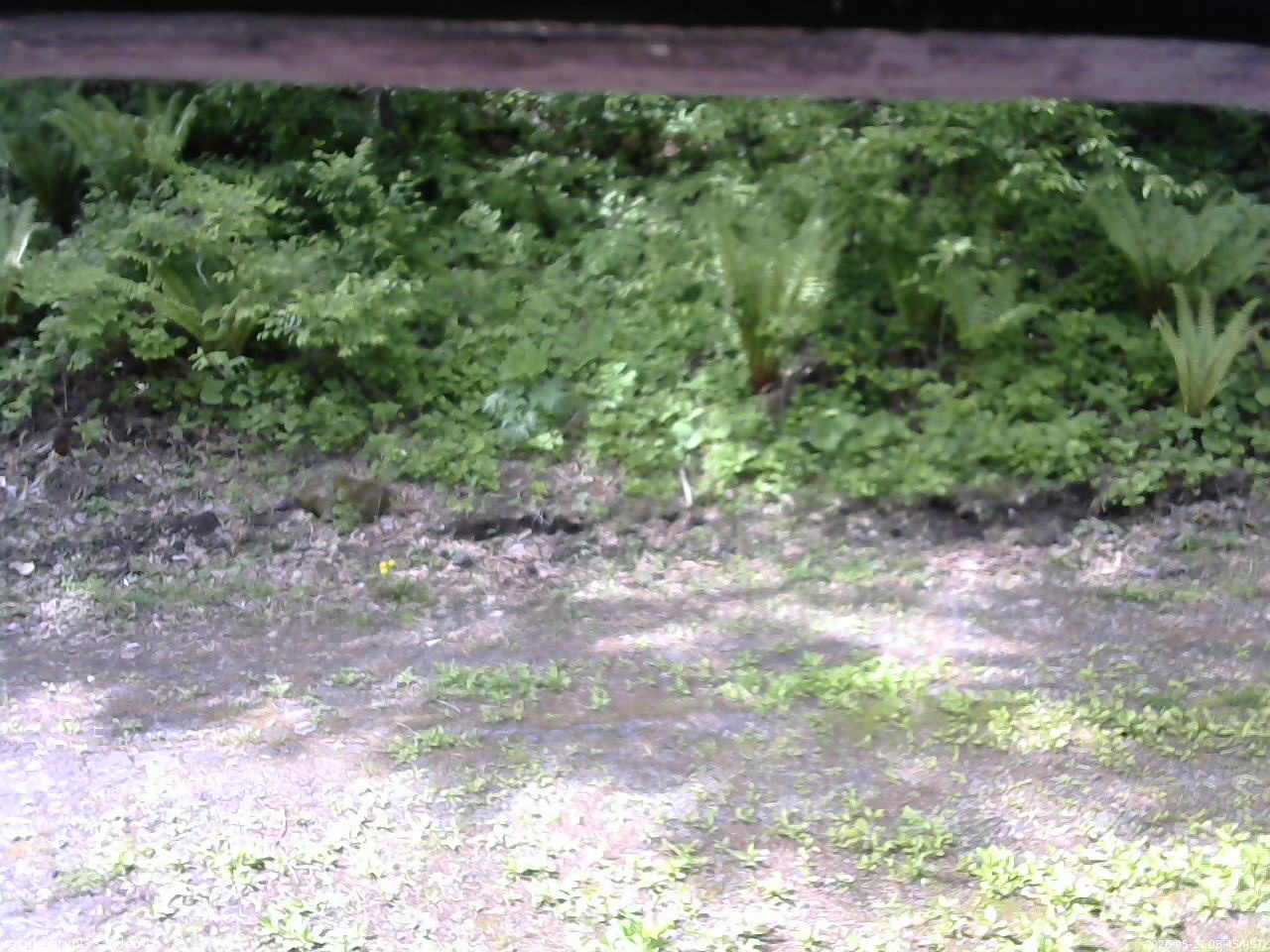 長野県菅平高原 ゆたか山荘 東側(坂下) 2026/05/27 08:45