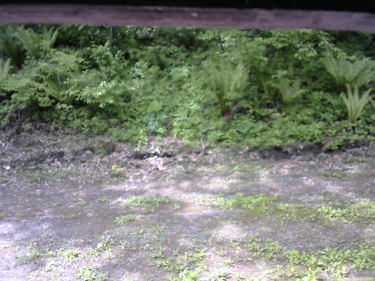 長野県菅平高原 ゆたか山荘 東側(坂下) 2026/05/27 09:00