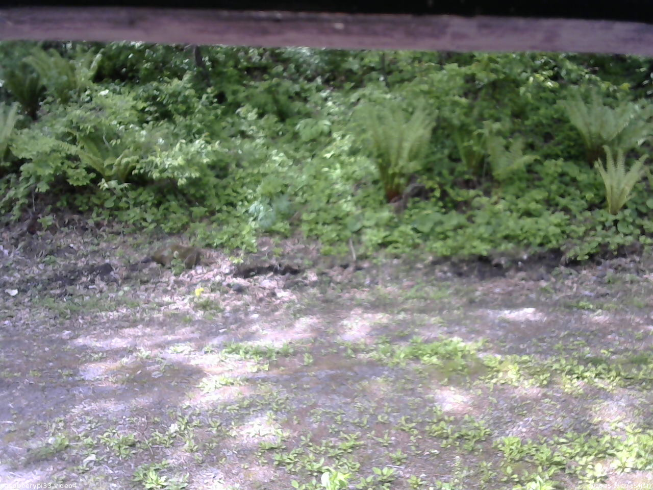 長野県菅平高原 ゆたか山荘 東側(坂下) 2026/05/27 09:15