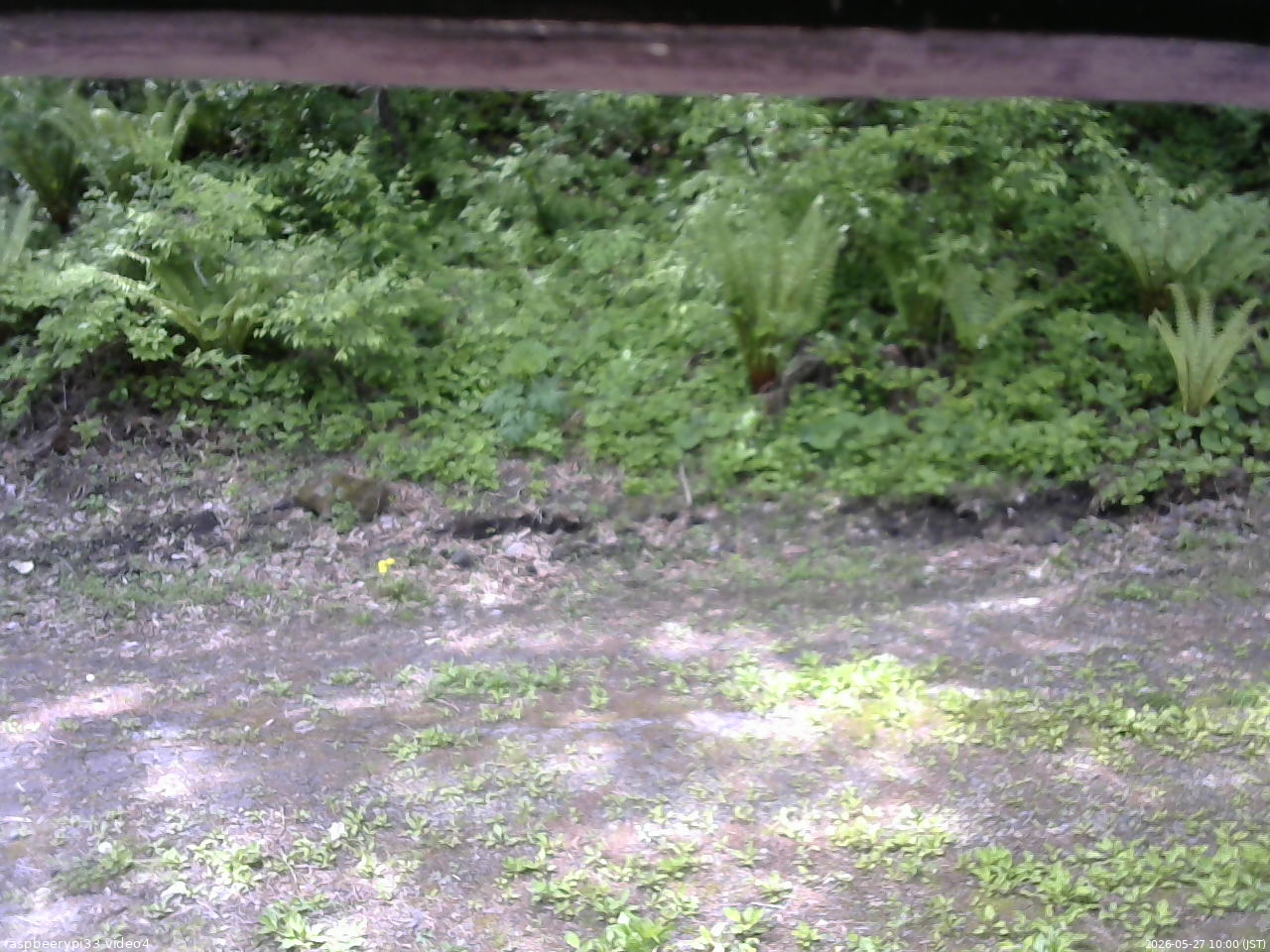 長野県菅平高原 ゆたか山荘 東側(坂下) 2026/05/27 10:00