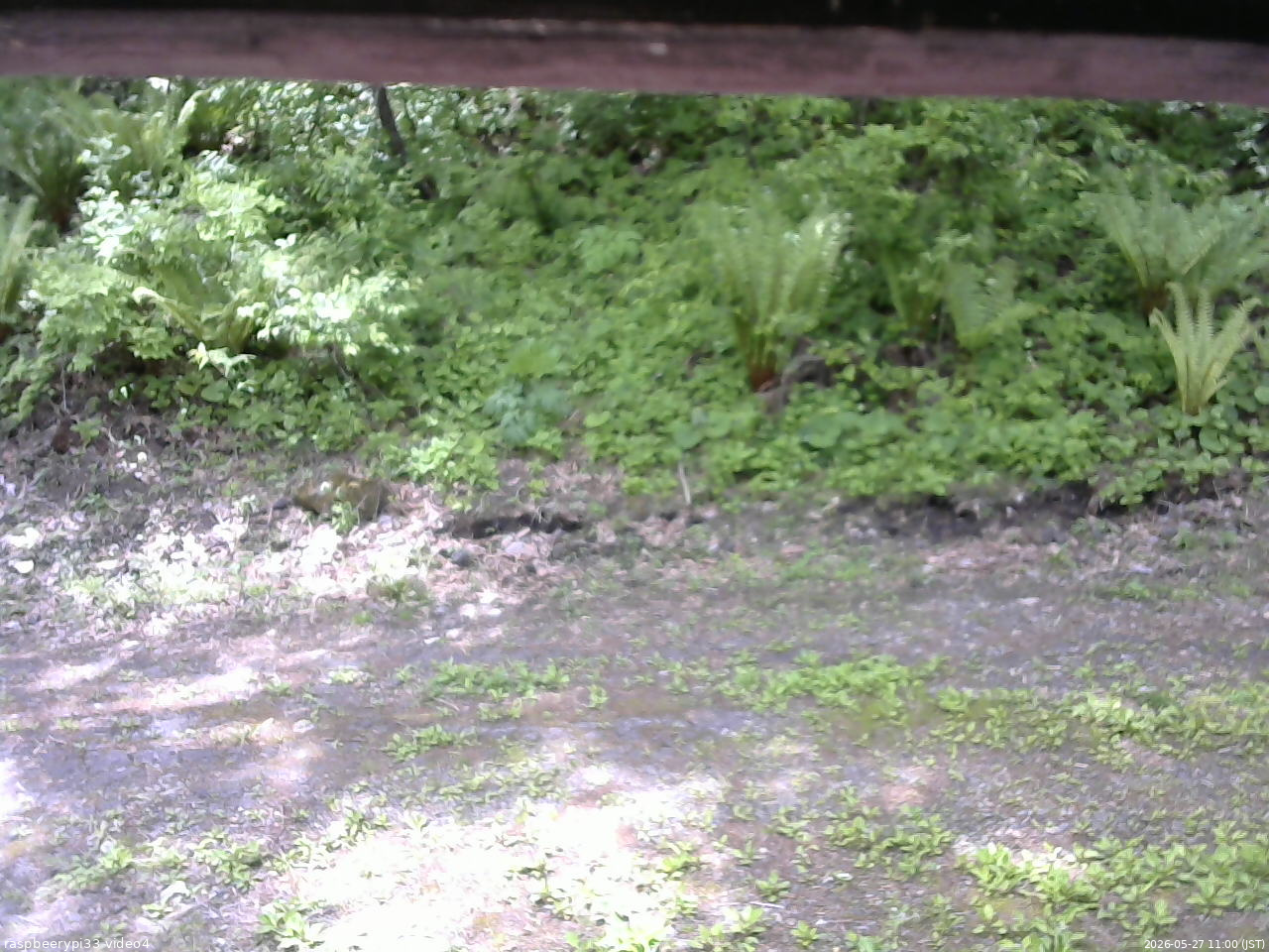 長野県菅平高原 ゆたか山荘 東側(坂下) 2026/05/27 11:00