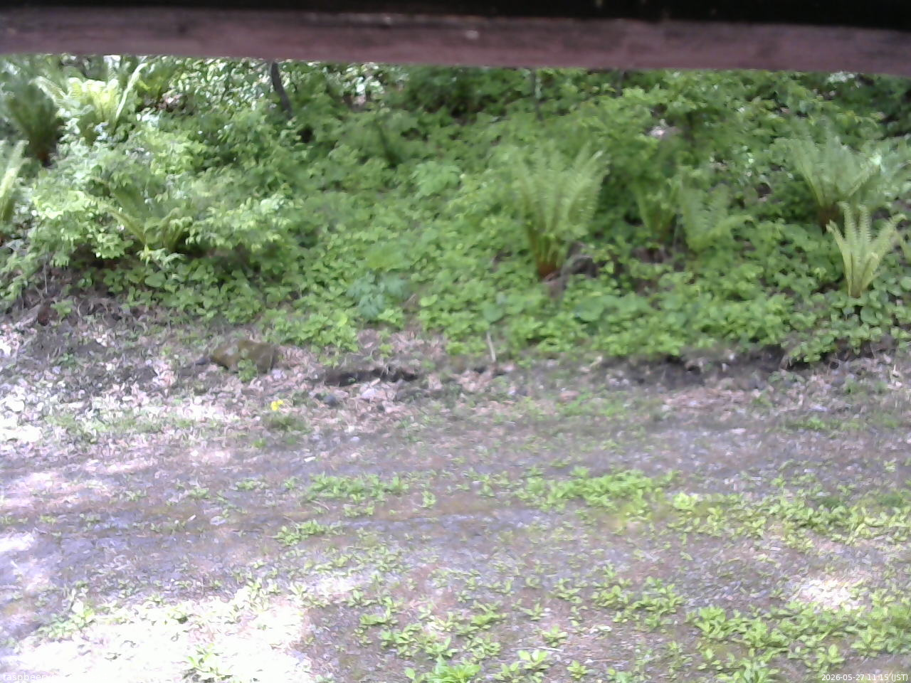 長野県菅平高原 ゆたか山荘 東側(坂下) 2026/05/27 11:15
