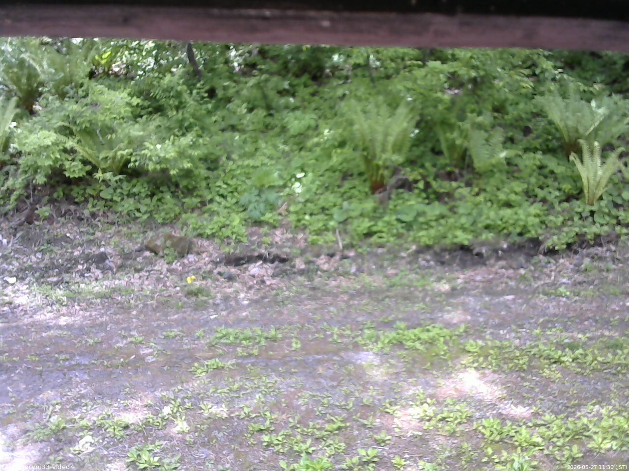 長野県菅平高原 ゆたか山荘 東側(坂下) 2026/05/27 11:30