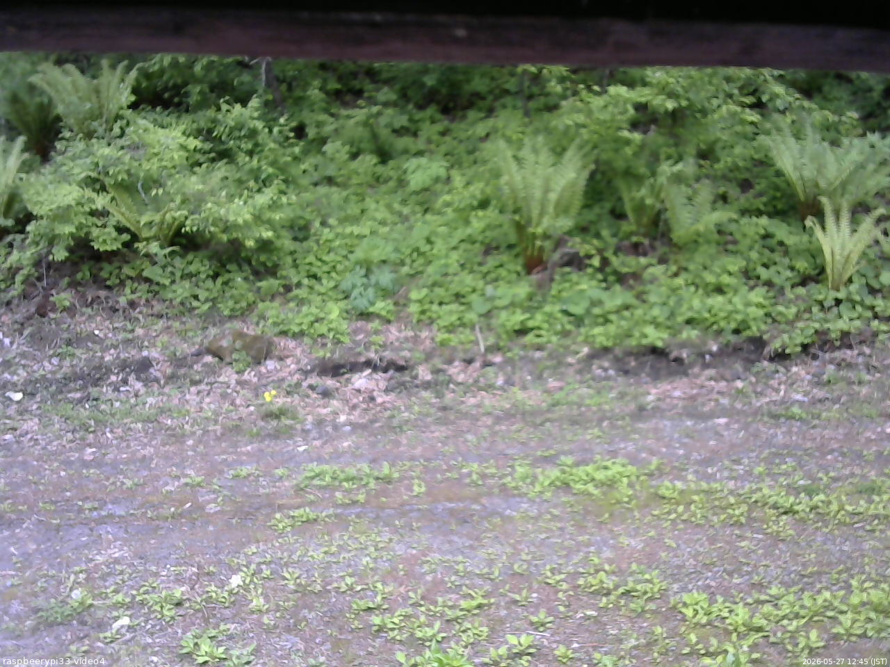 長野県菅平高原 ゆたか山荘 東側(坂下) 2026/05/27 12:45