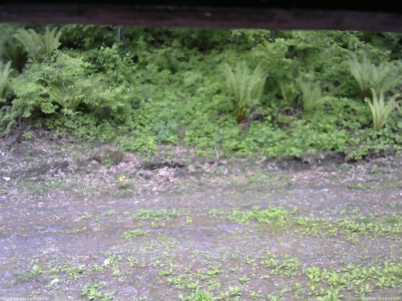 長野県菅平高原 ゆたか山荘 東側(坂下) 2026/05/27 13:15