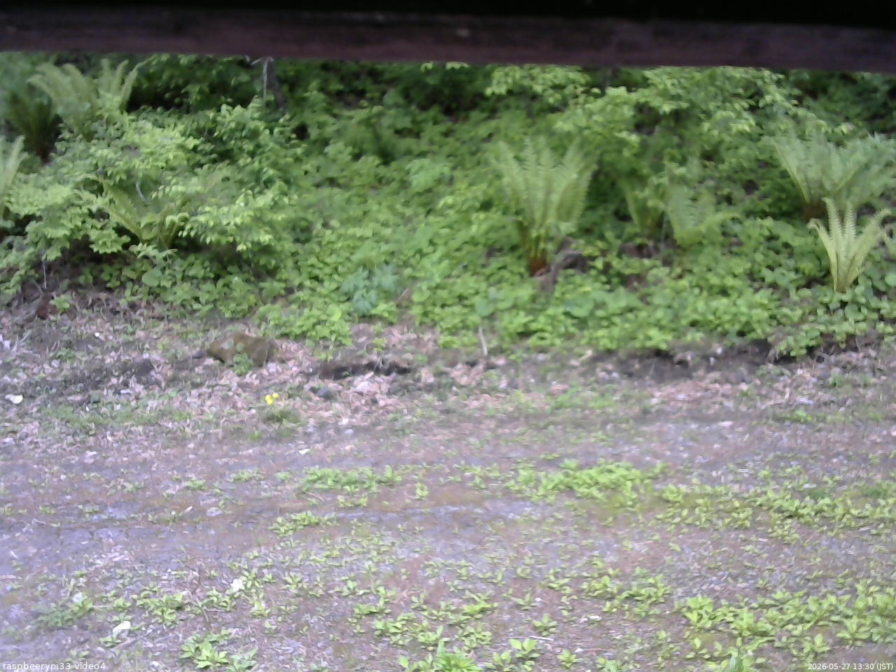 長野県菅平高原 ゆたか山荘 東側(坂下) 2026/05/27 13:30