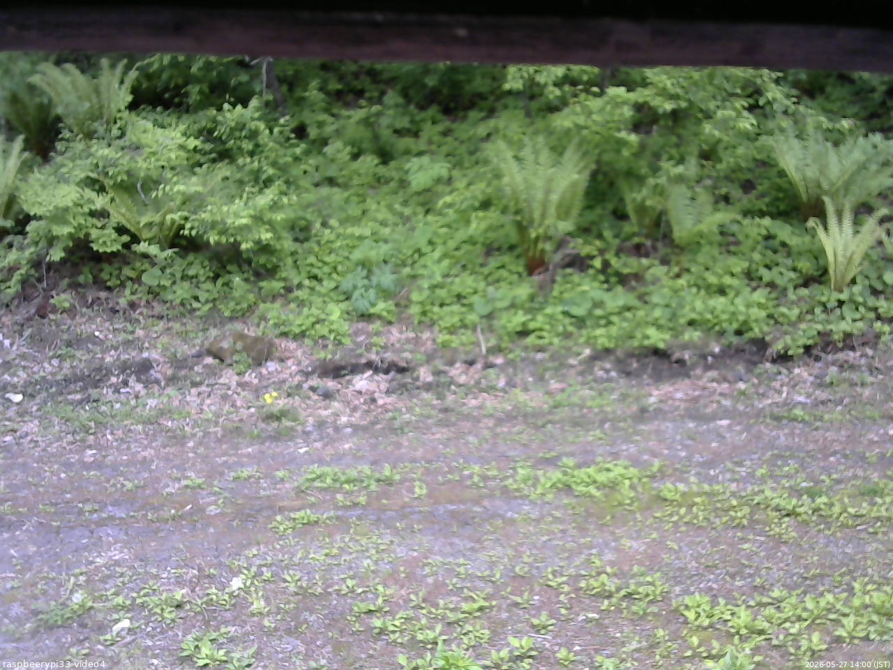 長野県菅平高原 ゆたか山荘 東側(坂下) 2026/05/27 14:00