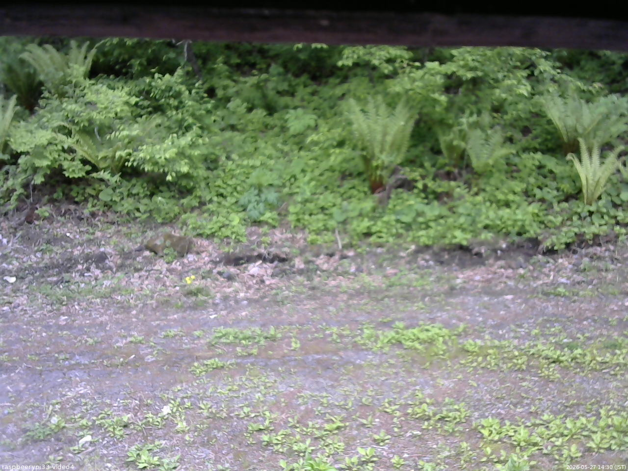 長野県菅平高原 ゆたか山荘 東側(坂下) 2026/05/27 14:30
