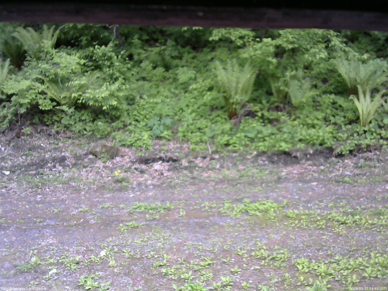 長野県菅平高原 ゆたか山荘 東側(坂下) 2026/05/27 14:45