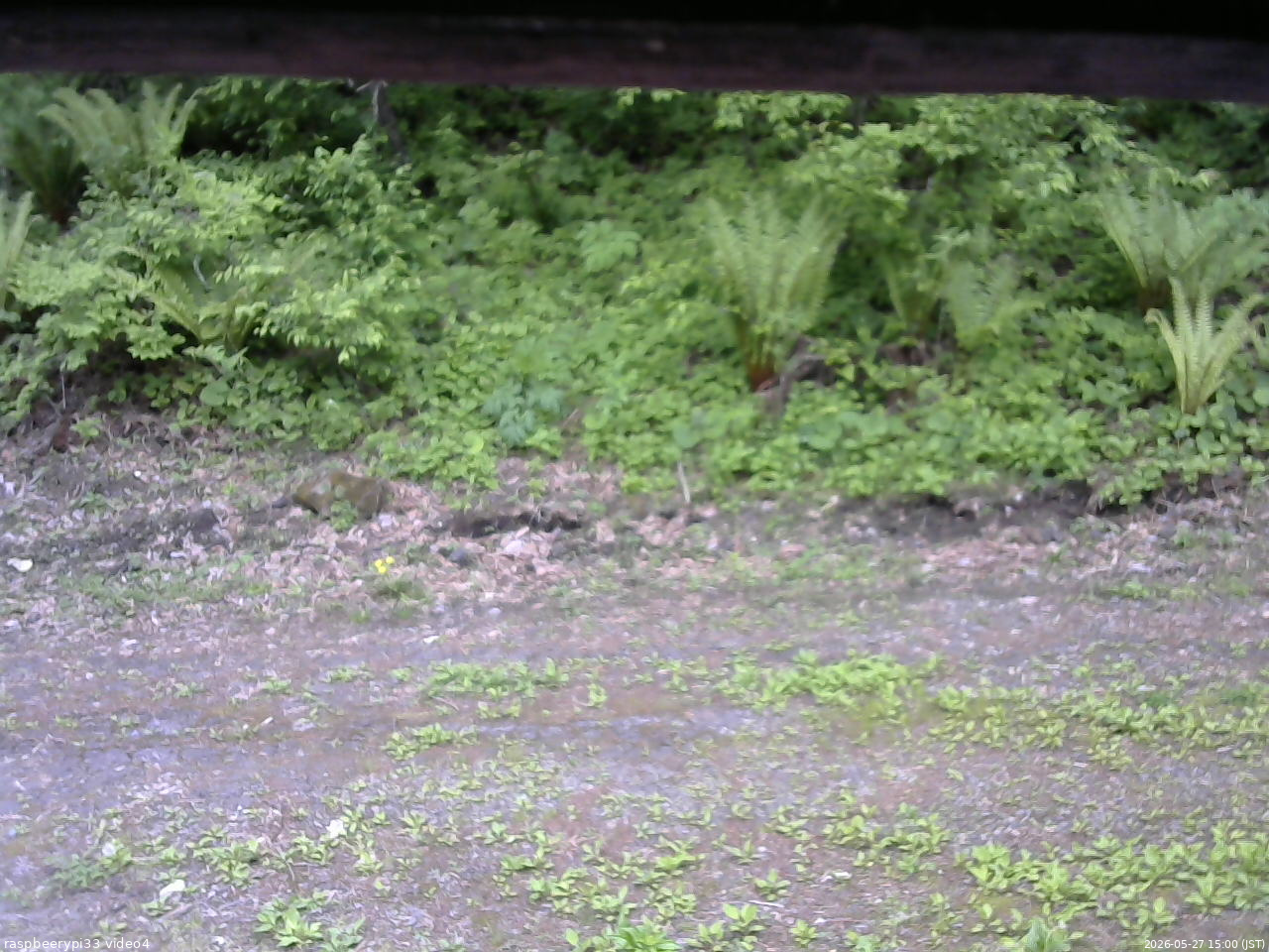 長野県菅平高原 ゆたか山荘 東側(坂下) 2026/05/27 15:00