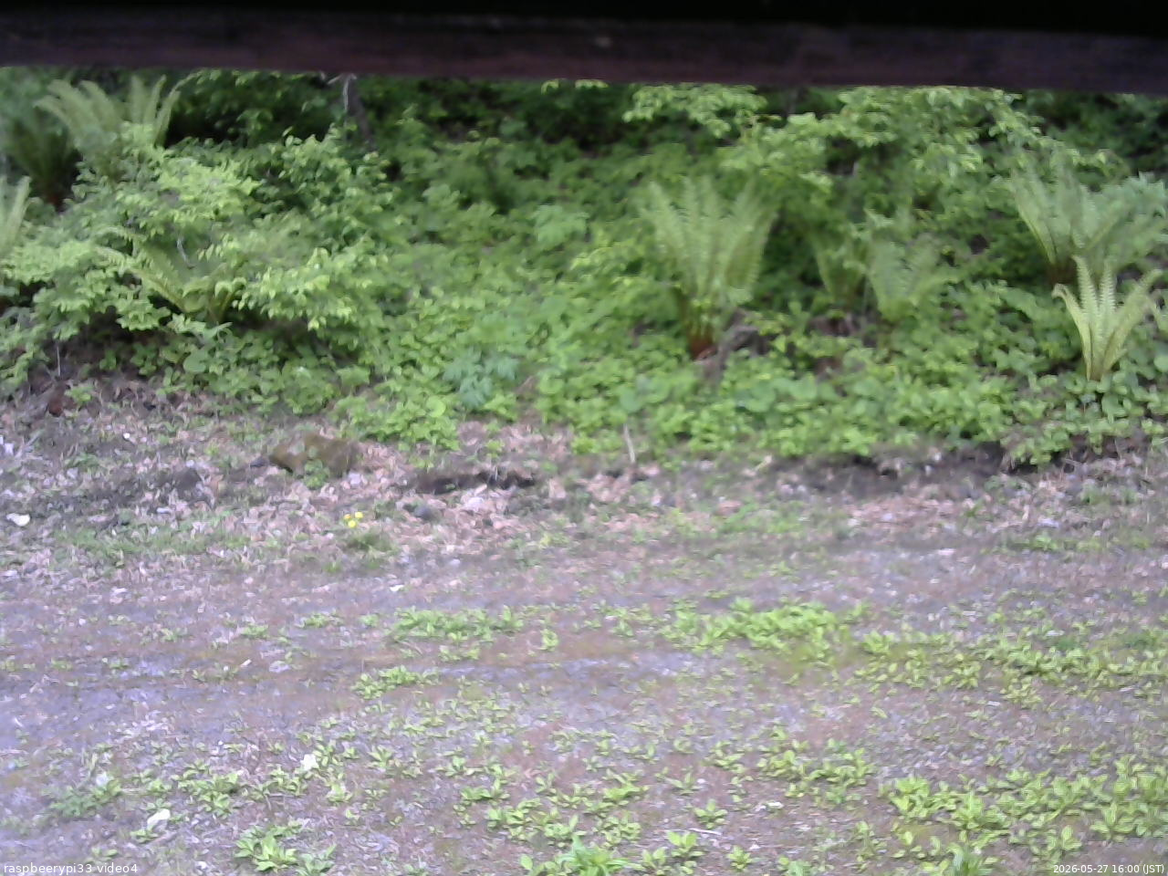 長野県菅平高原 ゆたか山荘 東側(坂下) 2026/05/27 16:00