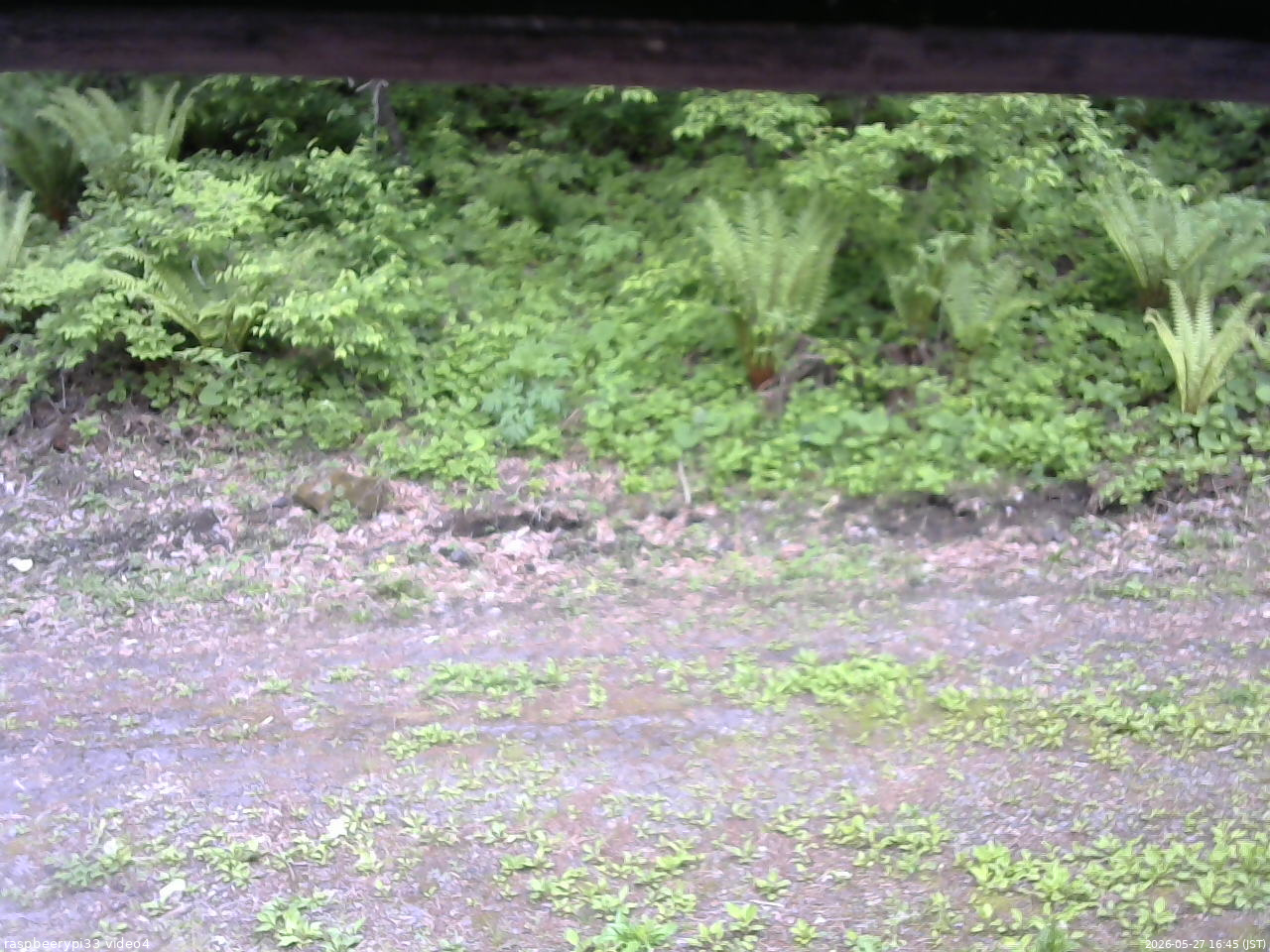 長野県菅平高原 ゆたか山荘 東側(坂下) 2026/05/27 16:45