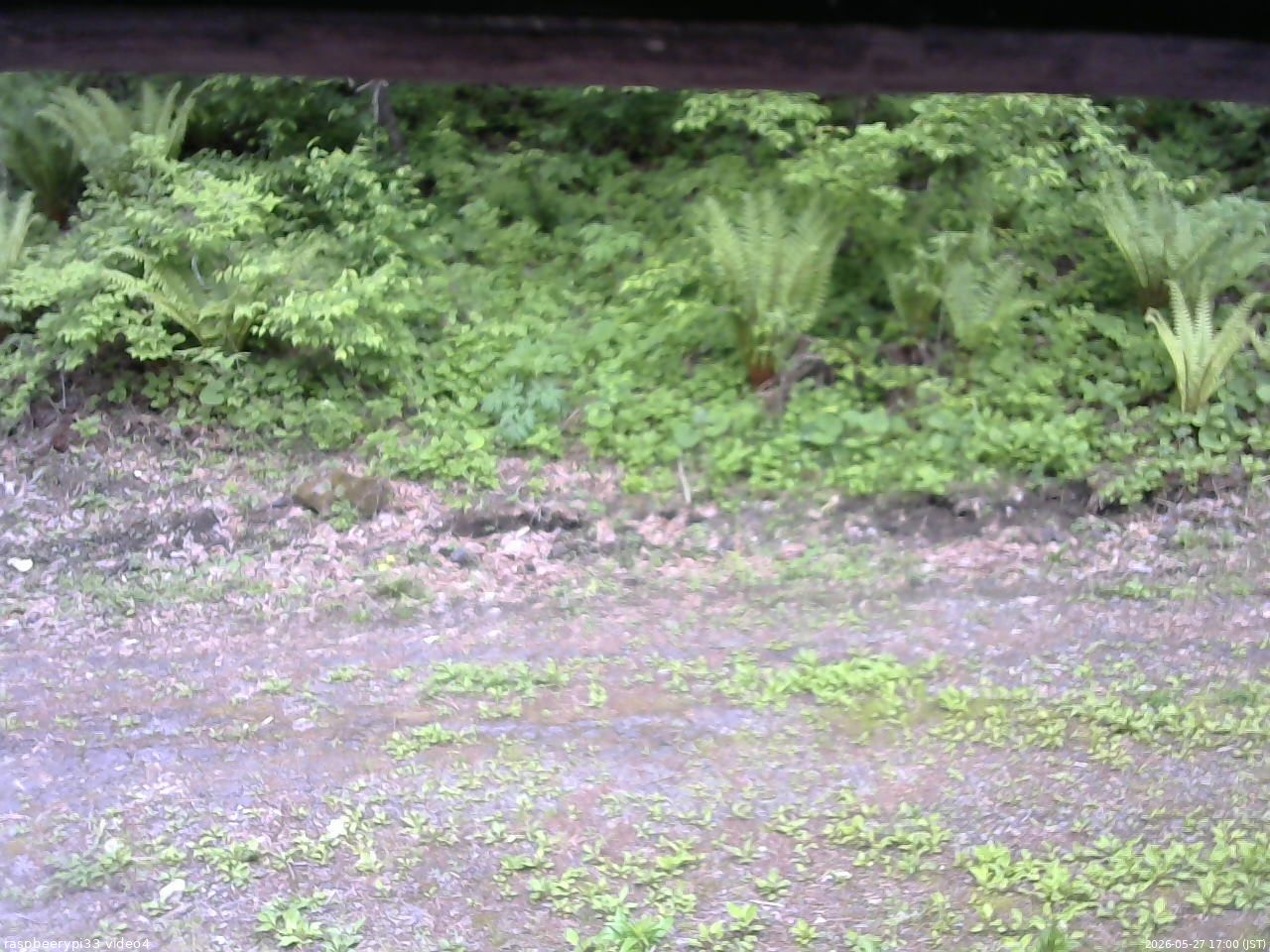 長野県菅平高原 ゆたか山荘 東側(坂下) 2026/05/27 17:00