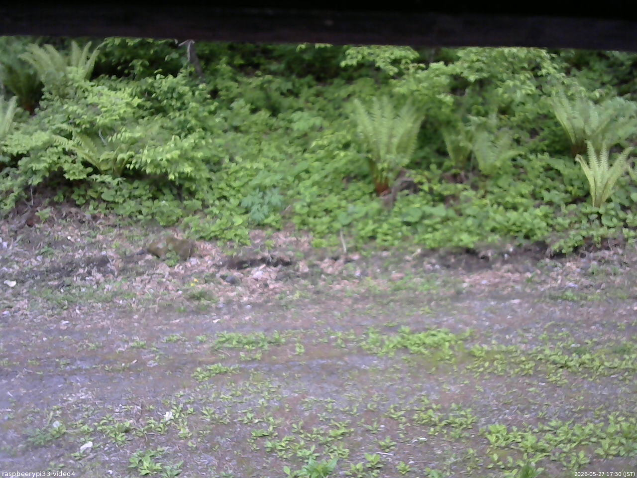 長野県菅平高原 ゆたか山荘 東側(坂下) 2026/05/27 17:30