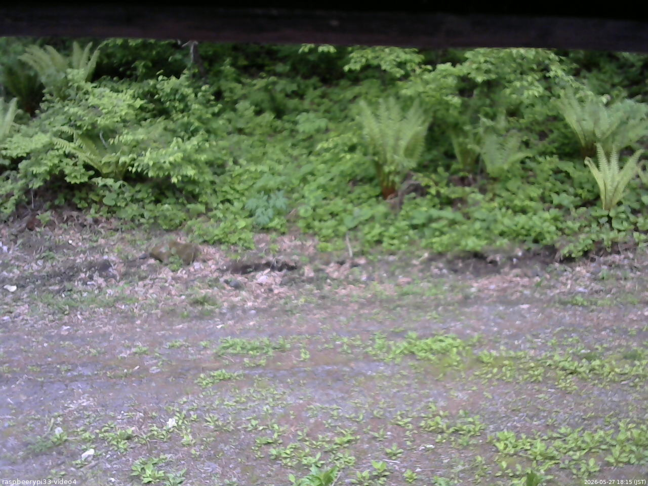 長野県菅平高原 ゆたか山荘 東側(坂下) 2026/05/27 18:15
