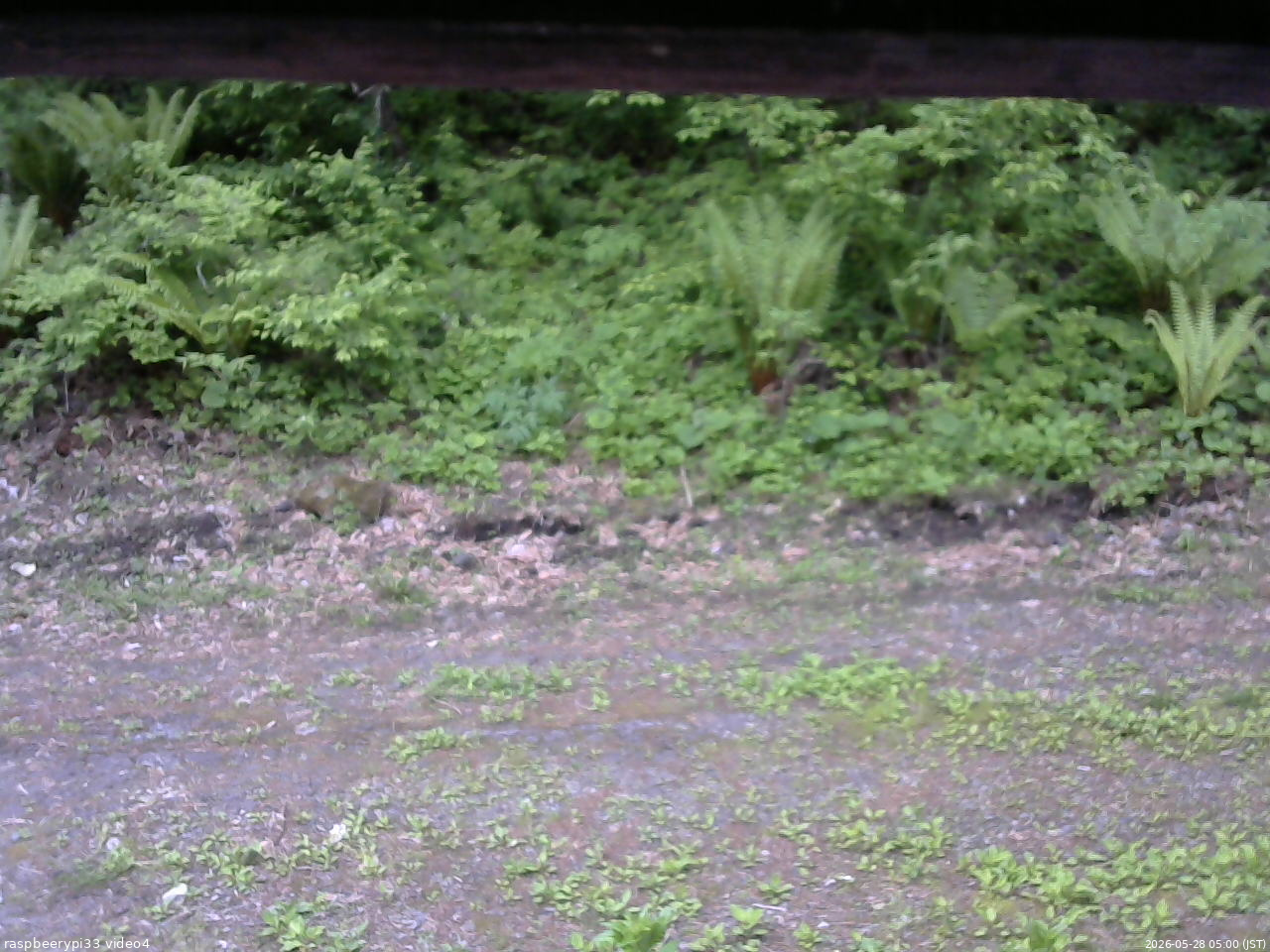 長野県菅平高原 ゆたか山荘 東側(坂下) 2026/05/28 05:00