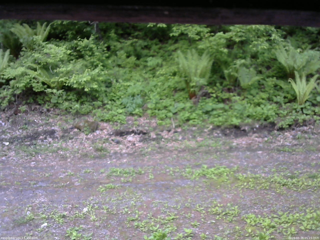 長野県菅平高原 ゆたか山荘 東側(坂下) 2026/05/28 05:15