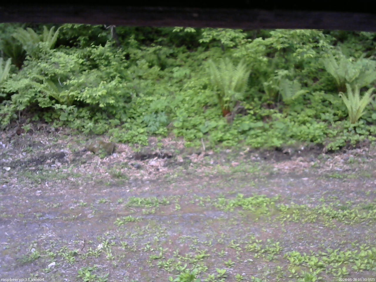 長野県菅平高原 ゆたか山荘 東側(坂下) 2026/05/28 05:30