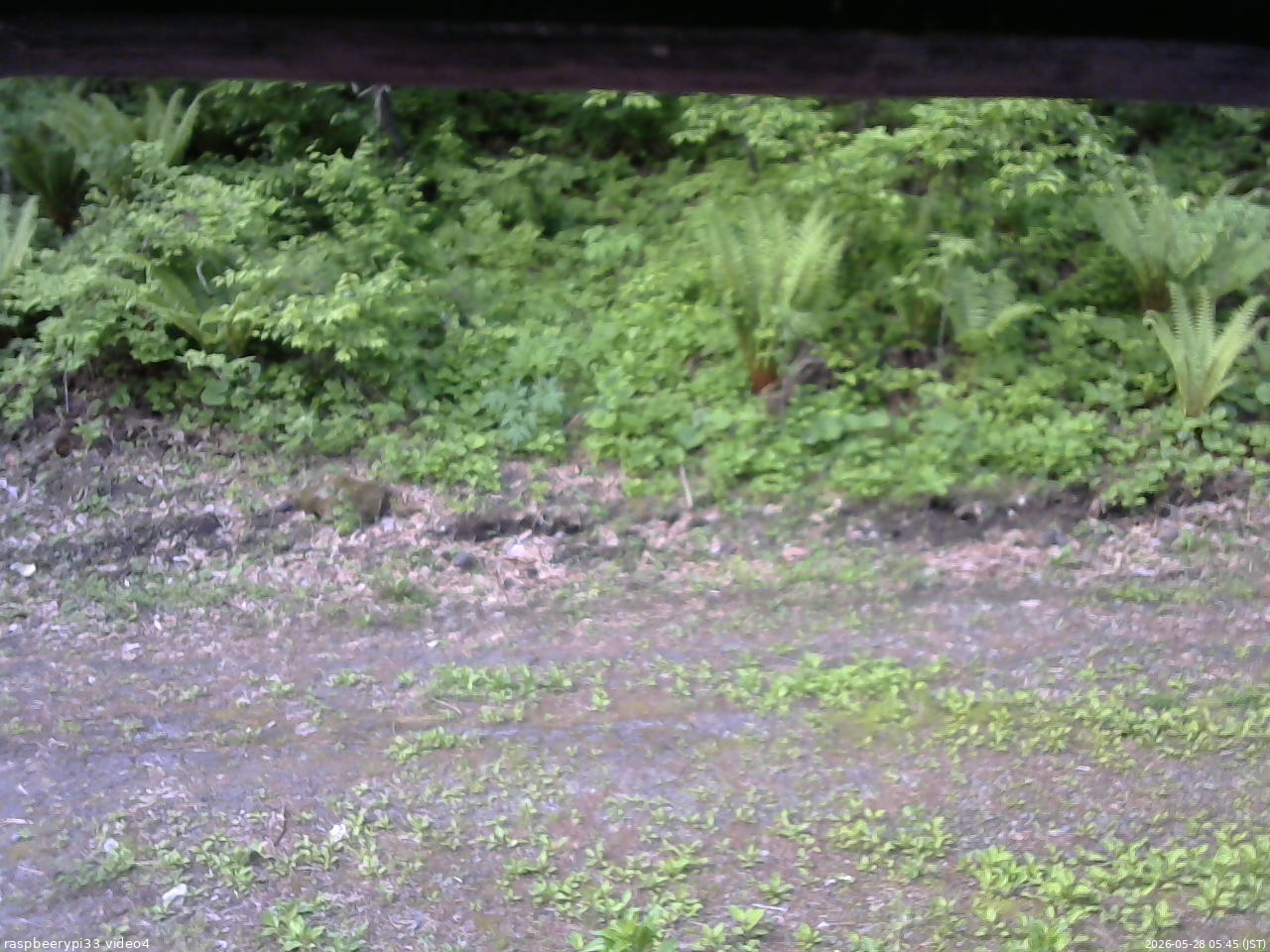 長野県菅平高原 ゆたか山荘 東側(坂下) 2026/05/28 05:45
