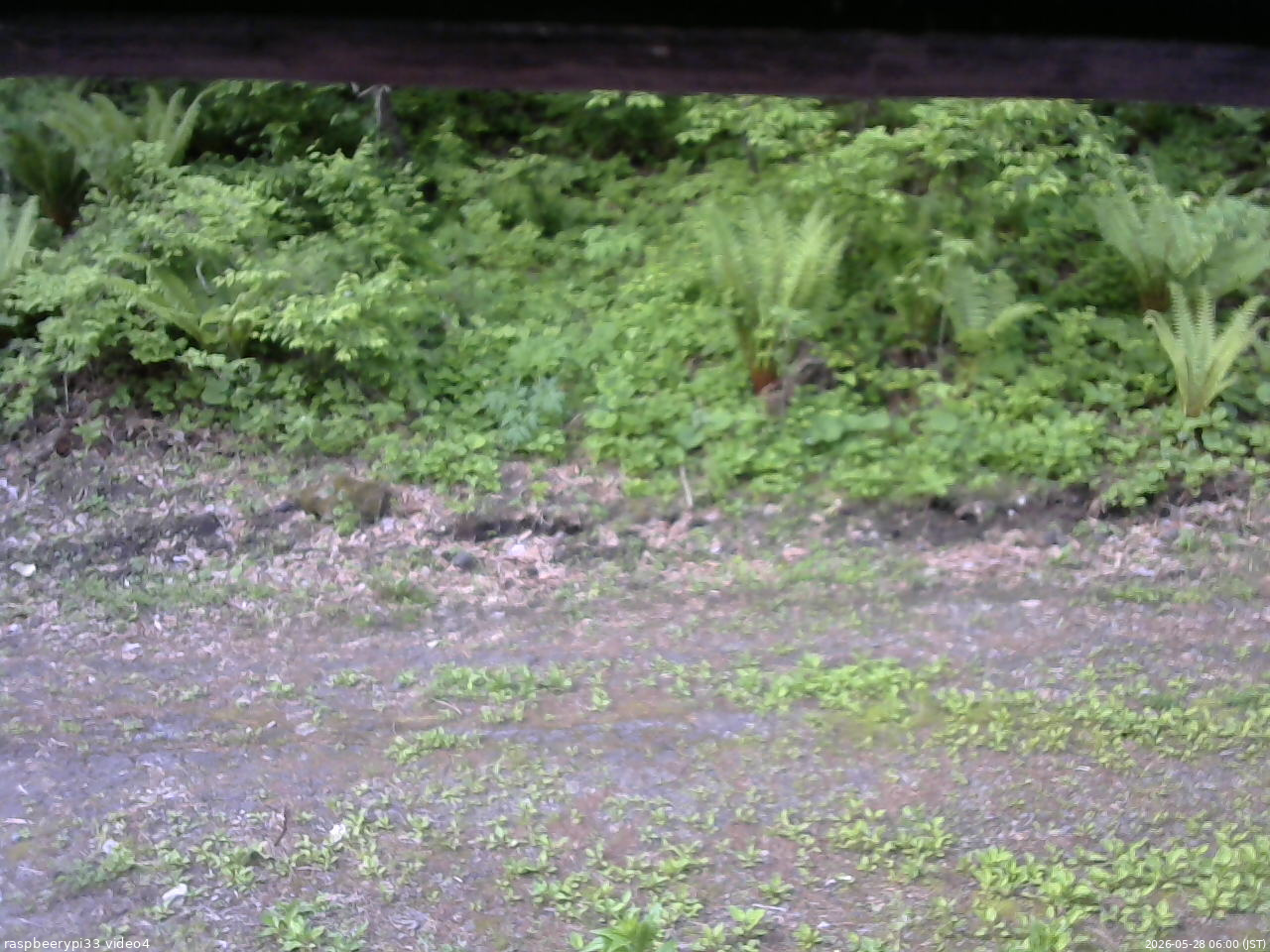 長野県菅平高原 ゆたか山荘 東側(坂下) 2026/05/28 06:00
