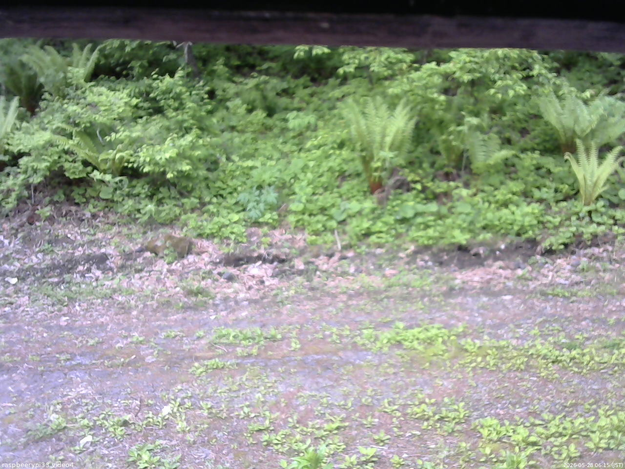 長野県菅平高原 ゆたか山荘 東側(坂下) 2026/05/28 06:15