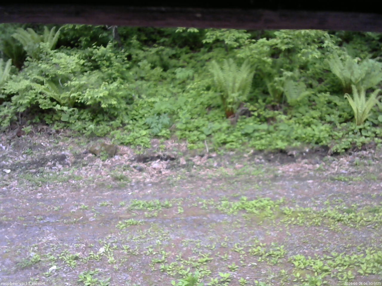 長野県菅平高原 ゆたか山荘 東側(坂下) 2026/05/28 06:30
