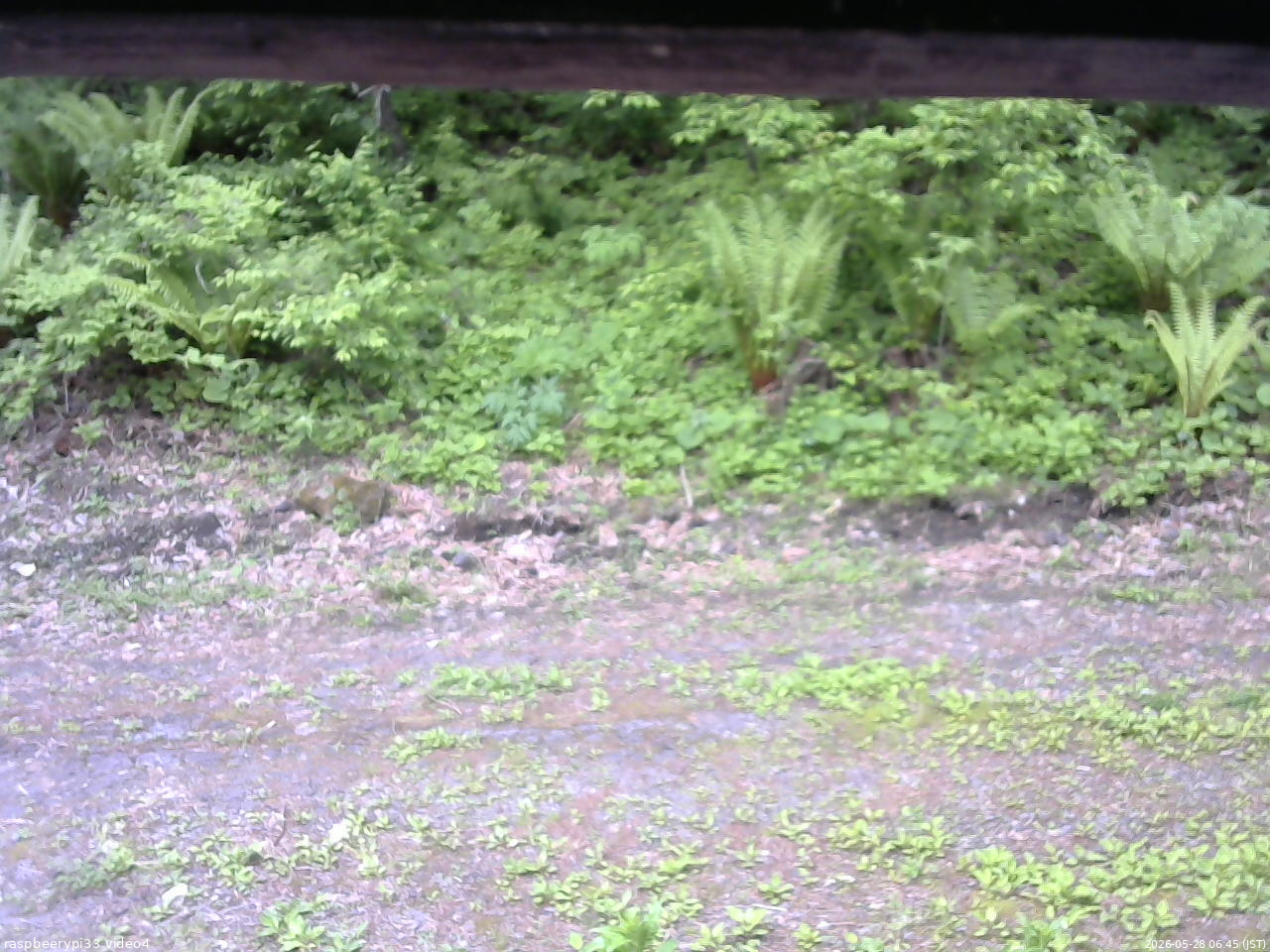 長野県菅平高原 ゆたか山荘 東側(坂下) 2026/05/28 06:45